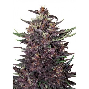 Buddha Seed Purple Kush x3